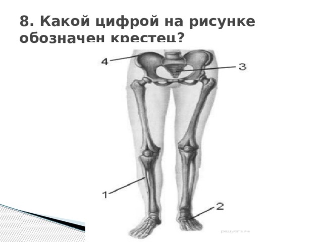 8. Какой цифрой на рисунке обозначен крестец?   