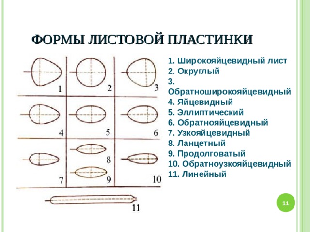 ФОРМЫ ЛИСТОВОЙ ПЛАСТИНКИ 1. Широкояйцевидный лист  2. Округлый  3. Обратноширокояйцевидный  4. Яйцевидный  5. Эллиптический  6. Обратнояйцевидный  7. Узкояйцевидный  8. Ланцетный  9. Продолговатый  10. Обратноузкояйцевидный  11. Линейный   