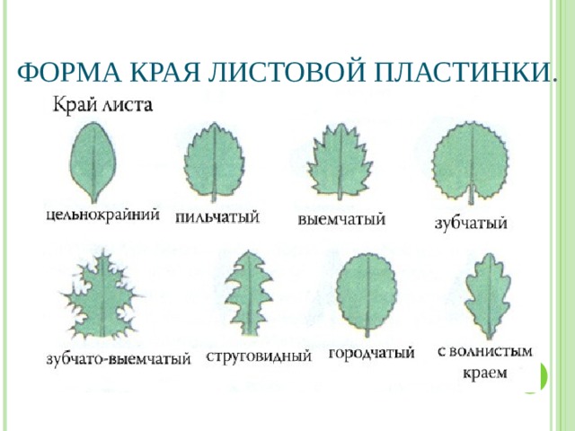ФОРМА КРАЯ ЛИСТОВОЙ ПЛАСТИНКИ .   