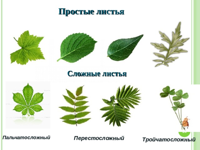 Простые листья Сложные листья  Пальчатосложный Перестосложный Тройчатосложный  