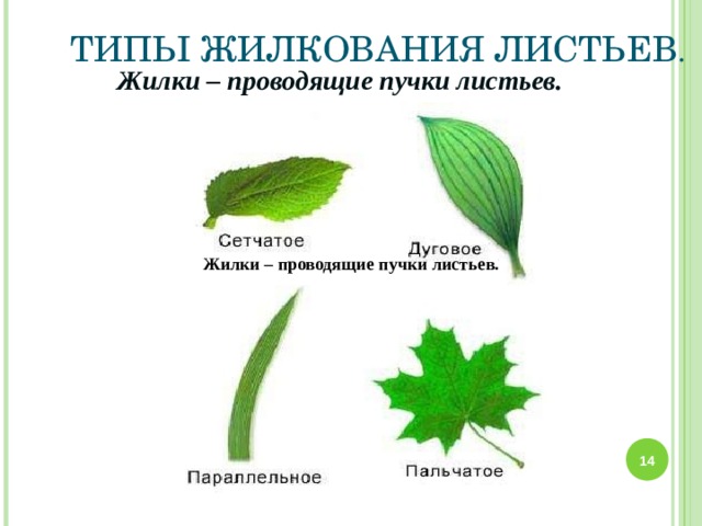 ТИПЫ ЖИЛКОВАНИЯ ЛИСТЬЕВ . Жилки – проводящие пучки листьев. Жилки – проводящие пучки листьев.  