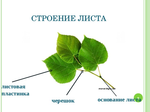 СТРОЕНИЕ ЛИСТА листовая пластинка  основание листа черешок  