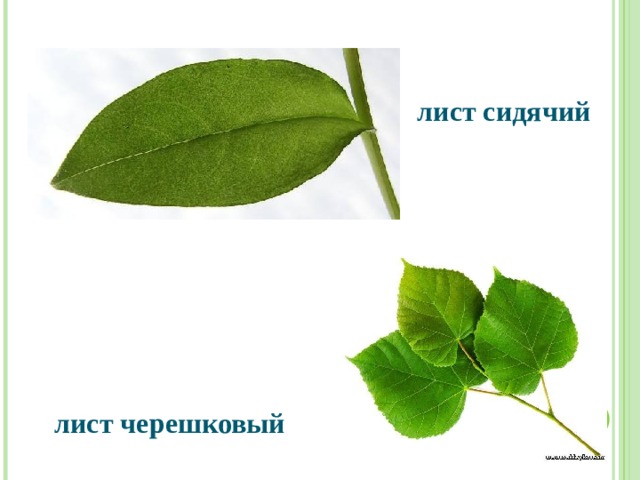 лист сидячий лист черешковый   