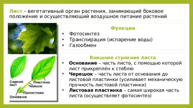 Лист – вегетативный орган растения, занимающий боковое положение и осуществляющий воздушное питание растений Функции Фотосинтез Транспирация (испарение воды) Газообмен Внешнее строение листа Основание – часть листа, с помощью которой лист прикреплён к стеблю Черешок – часть листа от основания до листовой пластинки (усиливает механическую прочность листовой пластинки) Листовая пластинка – самая широкая часть листа (осуществляет фотосинтез) 