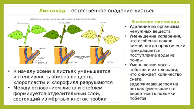 Листопад – естественное опадение листьев Значение листопада Удаление из организма ненужных веществ Уменьшение испарения, что особенно важно зимой, когда практически прекращается поступление воды из почвы Уменьшение массы побегов и их площади, что снижает количество снега, задерживающегося на ветках (уменьшается вероятность поломки побегов К началу осени в листьях уменьшается интенсивность обмена веществ, хлоропласты и хлорофилл разрушаются Между основанием листа и стеблем формируется отделительный слой, состоящий из мёртвых клеток пробки 