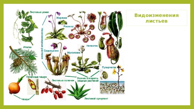 Видоизменения листьев 