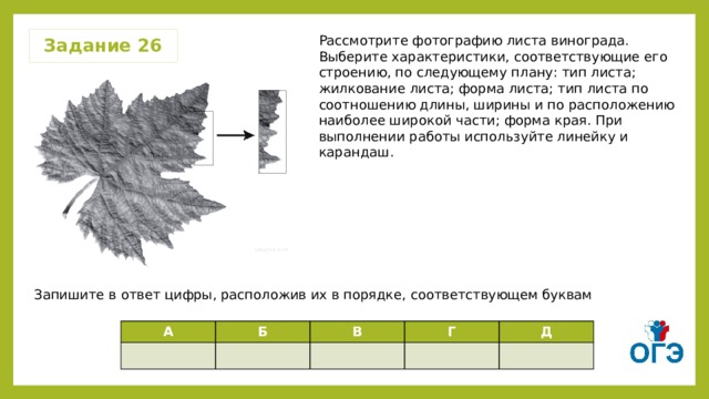 Задание 26 Рассмотрите фотографию листа винограда. Выберите характеристики, соответствующие его строению, по следующему плану: тип листа; жилкование листа; форма листа; тип листа по соотношению длины, ширины и по расположению наиболее широкой части; форма края. При выполнении работы используйте линейку и карандаш. Запишите в ответ цифры, расположив их в порядке, соответствующем буквам А Б В Г Д 