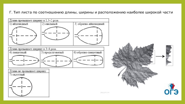 Г. Тип листа по соотношению длины, ширины и расположению наиболее широкой части 