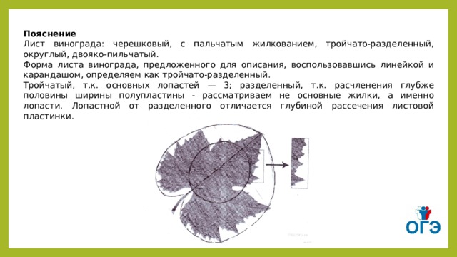 Пояснение Лист винограда: черешковый, с пальчатым жилкованием, тройчато-разделенный, округлый, двояко-пильчатый. Форма листа винограда, предложенного для описания, воспользовавшись линейкой и карандашом, определяем как тройчато-разделенный. Тройчатый, т.к. основных лопастей — 3; разделенный, т.к. расчленения глубже половины ширины полупластины - рассматриваем не основные жилки, а именно лопасти. Лопастной от разделенного отличается глубиной рассечения листовой пластинки.   