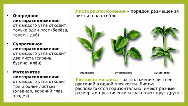 Листорасположение – порядок размещения листьев на стебле Очередное листорасположение – от каждого узла отходит только один лист (берёза, тополь, дуб) Супротивное листорасположение – от каждого узла отходит два листа (сирень, бузина, клён) Мутовчатое листорасположение – от каждого узла отходит три и более листьев (олеандр, вороний глаз, элодея) Листовая мозаика – расположение листьев растений в одной плоскости. Листья располагаются горизонтально, имеют разные размеры и практически не затеняют друг друга 