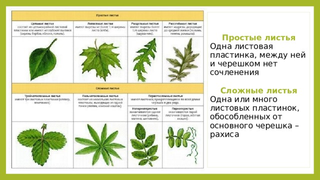 Простые листья Одна листовая пластинка, между ней и черешком нет сочленения Сложные листья Одна или много листовых пластинок, обособленных от основного черешка – рахиса 