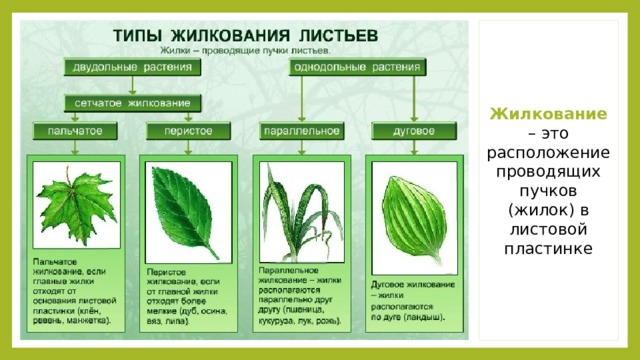 Жилкование – это расположение проводящих пучков (жилок) в листовой пластинке 
