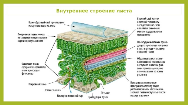 Внутреннее строение листа 