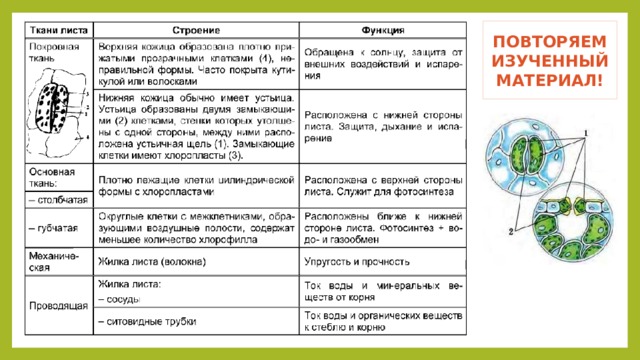 ПОВТОРЯЕМ ИЗУЧЕННЫЙ МАТЕРИАЛ! 