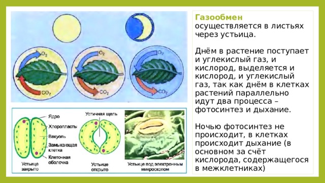 Газообмен осуществляется в листьях через устьица. Днём в растение поступает и углекислый газ, и кислород, выделяется и кислород, и углекислый газ, так как днём в клетках растений параллельно идут два процесса – фотосинтез и дыхание. Ночью фотосинтез не происходит, в клетках происходит дыхание (в основном за счёт кислорода, содержащегося в межклетниках) 