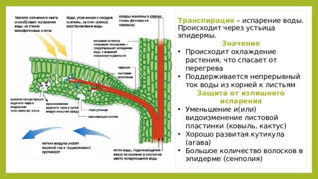 Транспирация – испарение воды. Происходит через устьица эпидермы. Значение Происходит охлаждение растения, что спасает от перегрева Поддерживается непрерывный ток воды из корней к листьям Защита от излишнего испарения Уменьшение и(или) видоизменение листовой пластинки (ковыль, кактус) Хорошо развитая кутикула (агава) Большое количество волосков в эпидерме (сенполия) 