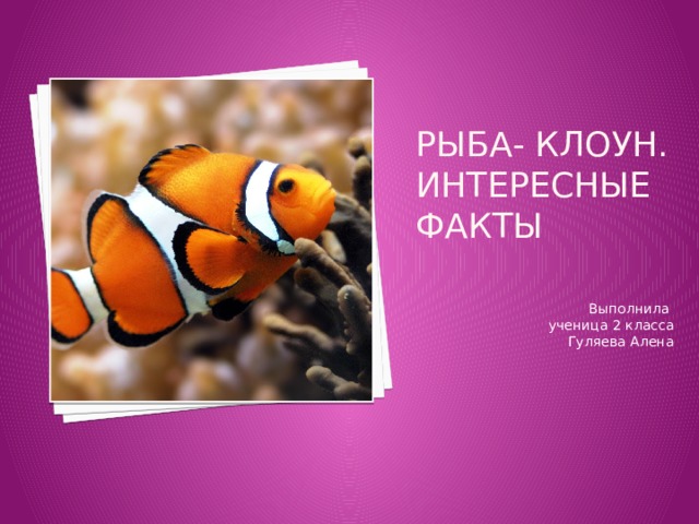 Рыба- клоун. интересные факты Выполнила ученица 2 класса Гуляева Алена 