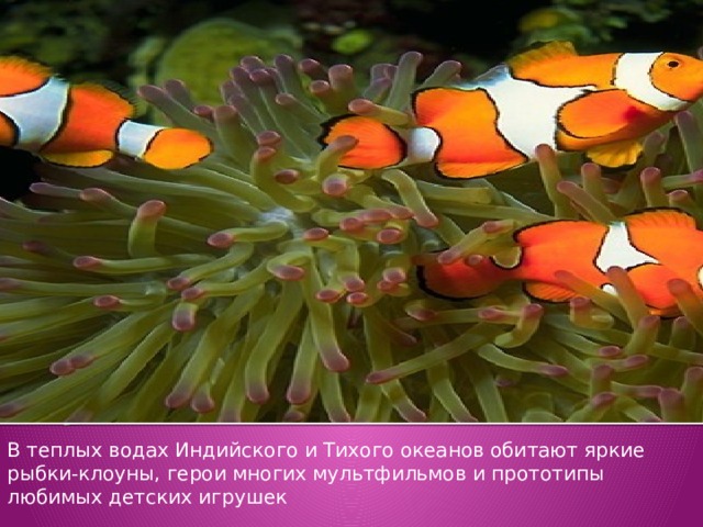 В теплых водах Индийского и Тихого океанов обитают яркие рыбки-клоуны, герои многих мультфильмов и прототипы любимых детских игрушек 