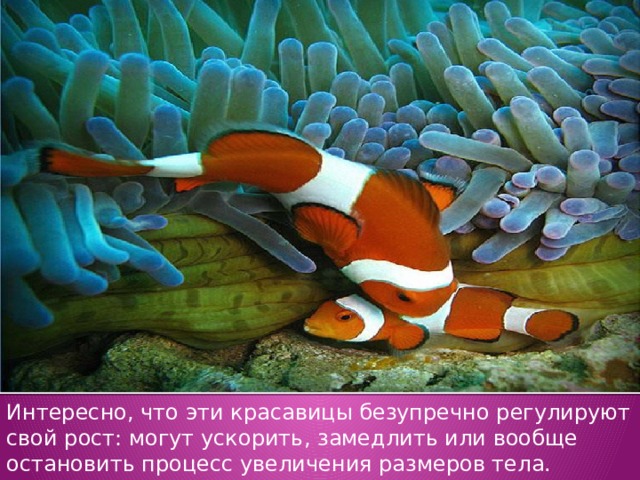 Интересно, что эти красавицы безупречно регулируют свой рост: могут ускорить, замедлить или вообще остановить процесс увеличения размеров тела. 