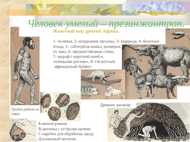  Человек умелый – презинжантроп. Животный мир древней Африки. 1- тиляпия, 2- шпорцевая лягушка, 3- ящерица, 4- болотная птица, 5- саблезубая кошка, размером со льва, 6- предшественник слона, 7- жираф с короткой шеей и «оленьими рогами», 8- гигантский  африканский буйвол. Древнее жилище Грубое рубило из лавы Б-многогранник В-дискоид с острыми краями Г-скребло для обработки шкур Д-каменный молоток 