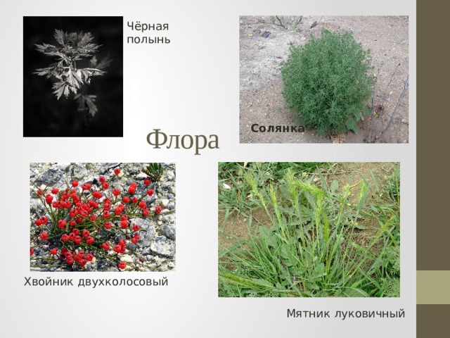 Чёрная полынь Флора Солянка Хвойник двухколосовый Мятник луковичный 