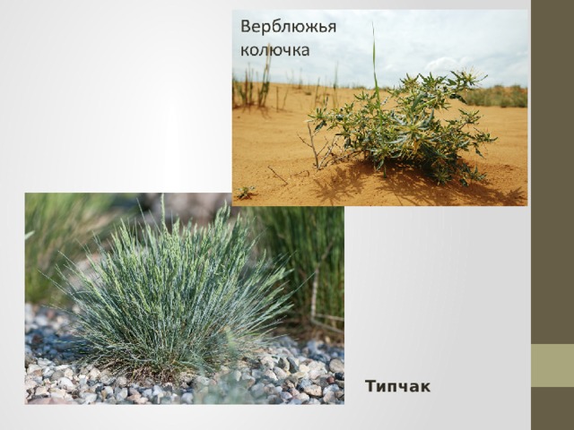 Типчак 