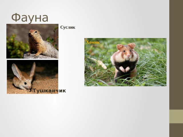 Фауна Суслик Хомяк Тушканчик 