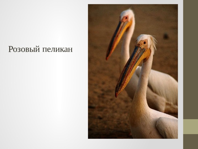 Розовый пеликан 