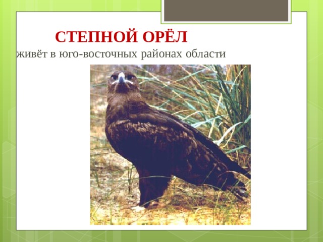 СТЕПНОЙ ОРЁЛ  живёт в юго-восточных районах области 