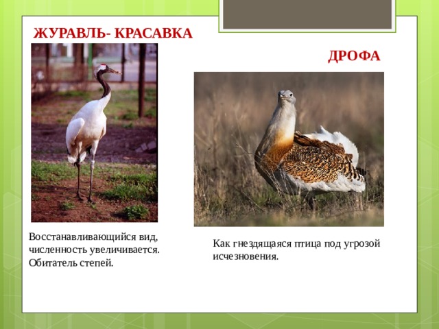 ЖУРАВЛЬ- КРАСАВКА ДРОФА Восстанавливающийся вид, численность увеличивается. Обитатель степей. Как гнездящаяся птица под угрозой исчезновения. 