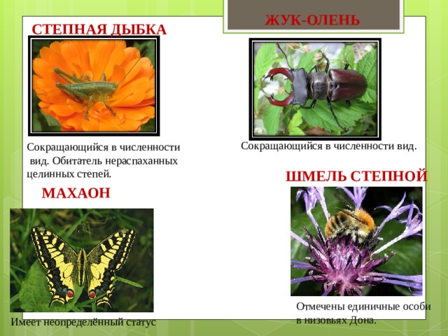 ЖУК-ОЛЕНЬ СТЕПНАЯ ДЫБКА Сокращающийся в численности вид. Сокращающийся в численности  вид. Обитатель нераспаханных целинных степей. ШМЕЛЬ СТЕПНОЙ МАХАОН Отмечены единичные особи в низовьях Дона. Имеет неопределённый статус 