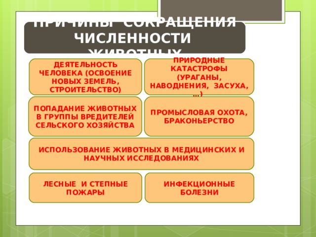 ПРИЧИНЫ СОКРАЩЕНИЯ ЧИСЛЕННОСТИ ЖИВОТНЫХ ДЕЯТЕЛЬНОСТЬ ЧЕЛОВЕКА (ОСВОЕНИЕ НОВЫХ ЗЕМЕЛЬ, СТРОИТЕЛЬСТВО) ПРИРОДНЫЕ КАТАСТРОФЫ (УРАГАНЫ, НАВОДНЕНИЯ, ЗАСУХА, …) ПРОМЫСЛОВАЯ ОХОТА, БРАКОНЬЕРСТВО ПОПАДАНИЕ ЖИВОТНЫХ В ГРУППЫ ВРЕДИТЕЛЕЙ СЕЛЬСКОГО ХОЗЯЙСТВА ИСПОЛЬЗОВАНИЕ ЖИВОТНЫХ В МЕДИЦИНСКИХ И НАУЧНЫХ ИССЛЕДОВАНИЯХ ЛЕСНЫЕ И СТЕПНЫЕ ПОЖАРЫ ИНФЕКЦИОННЫЕ БОЛЕЗНИ 