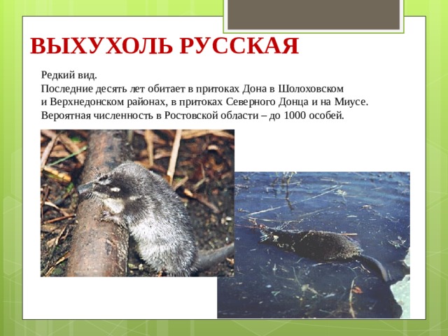 ВЫХУХОЛЬ РУССКАЯ   Редкий вид. Последние десять лет обитает в притоках Дона в Шолоховском и Верхнедонском районах, в притоках Северного Донца и на Миусе. Вероятная численность в Ростовской области – до 1000 особей. 