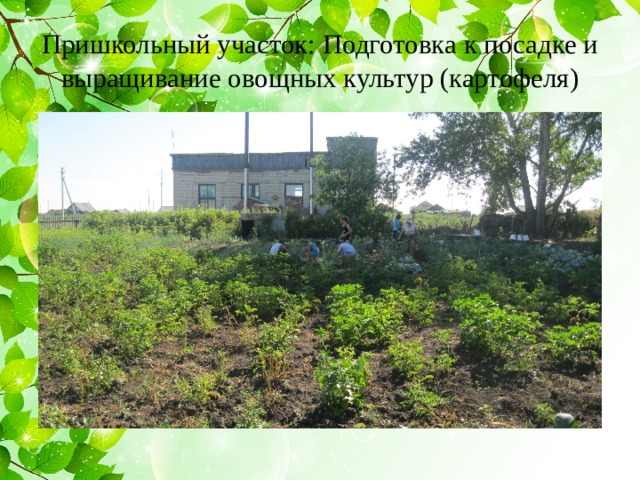 Пришкольный участок: Подготовка к посадке и выращивание овощных культур (картофеля) 
