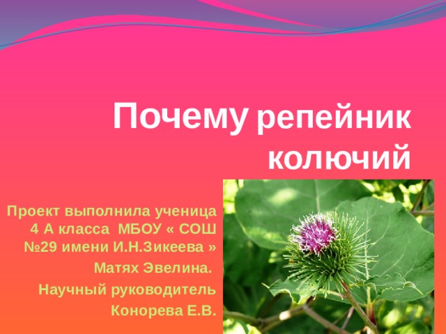 Почему  репейник колючий Проект выполнила ученица 4 А класса МБОУ « СОШ №29 имени И.Н.Зикеева »  Матях Эвелина.  Научный руководитель Конорева Е.В.  