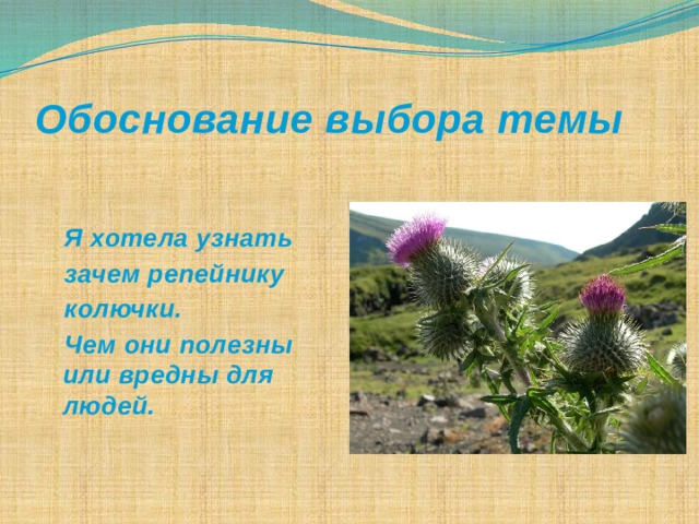 Обоснование выбора темы    Я хотела узнать  зачем репейнику  колючки.  Чем они полезны или вредны для людей.  