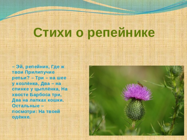 – Эй, репейник, Где ж твои Прилипучие репьи? – Три – на шее у козлёнка, Два – на спинке у цыплёнка, На хвосте Барбоса три, Два на лапках кошки. Остальные – посмотри: На твоей одёжке.  Стихи о репейнике    
