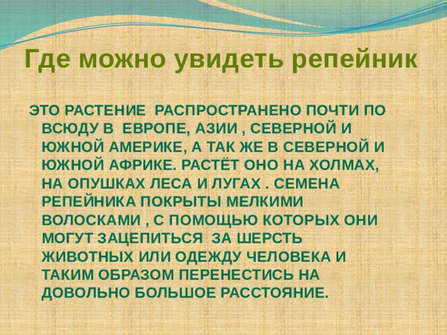 Где можно увидеть репейник Это растение распространено почти по всюду в Европе, Азии , Северной и Южной Америке, а так же в Северной и Южной Африке. Растёт оно на холмах, на опушках леса и лугах . Семена репейника покрыты мелкими волосками , с помощью которых они могут зацепиться за шерсть животных или одежду человека и таким образом перенестись на довольно большое расстояние.  