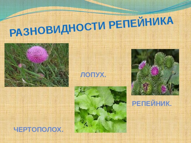  Разновидности РЕПЕЙНИКА     ЛОПУХ.    РЕПЕЙНИК.  ЧЕРТОПОЛОХ.  