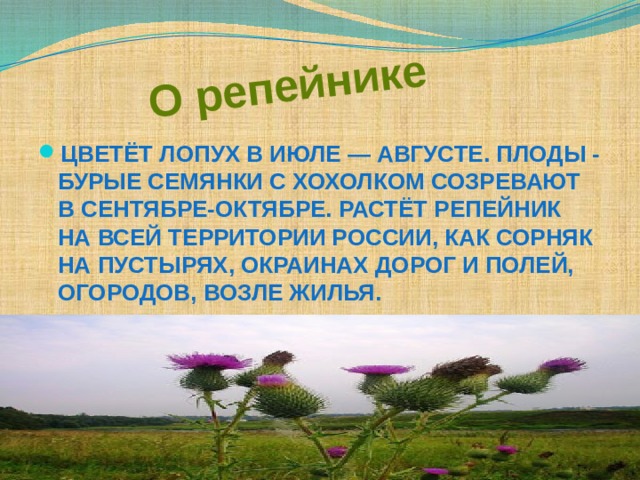  О репейнике Цветёт лопух в июле — августе. Плоды - бурые семянки с хохолком созревают в сентябре-октябре. Растёт репейник на всей территории России, как сорняк на пустырях, окраинах дорог и полей, огородов, возле жилья.   