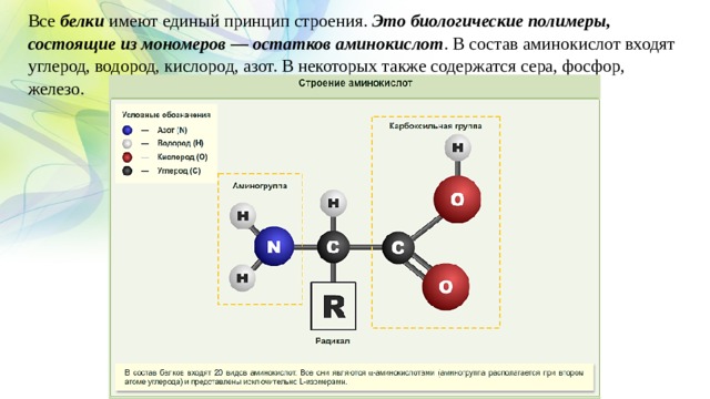 Все белки имеют единый принцип строения. Это биологические полимеры, состоящие из мономеров — остатков аминокислот . В состав аминокислот входят углерод, водород, кислород, азот. В некоторых также содержатся сера, фосфор, железо. 
