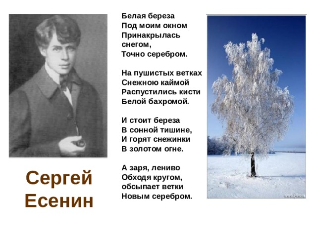 Белая береза  Под моим окном  Принакрылась снегом,  Точно серебром.   На пушистых ветках  Снежною каймой  Распустились кисти  Белой бахромой.   И стоит береза  В сонной тишине,  И горят снежинки  В золотом огне.   А заря, лениво  Обходя кругом,  обсыпает ветки  Новым серебром. Сергей Есенин 