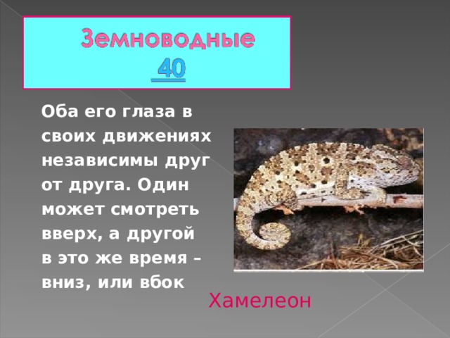 Оба его глаза в своих движениях независимы друг от друга. Один может смотреть вверх, а другой в это же время – вниз, или вбок Хамелеон 