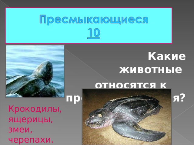  Какие животные  относятся к пресмыкающимся? Крокодилы, ящерицы, змеи, черепахи. 