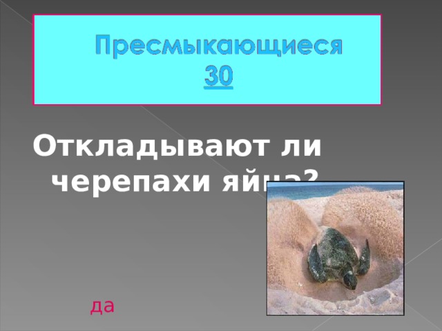 Откладывают ли черепахи яйца? да 