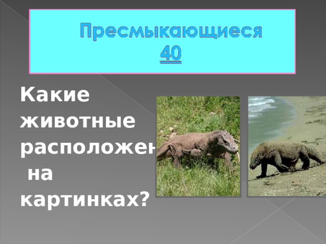 Какие животные расположены  на картинках?  