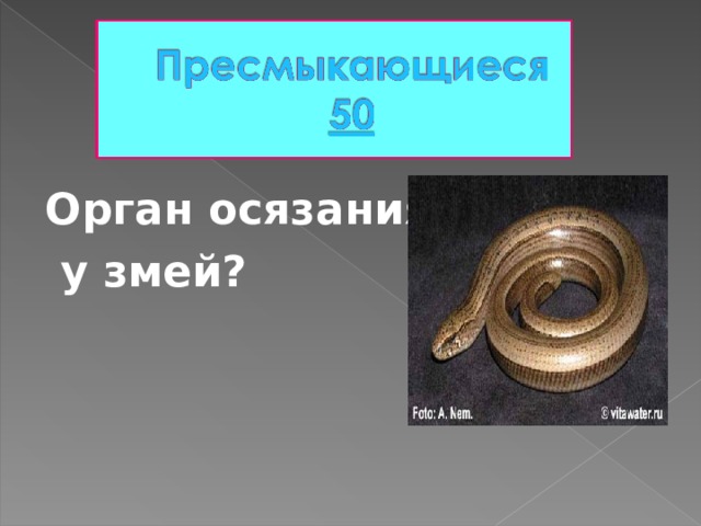 Орган осязания  у змей?   