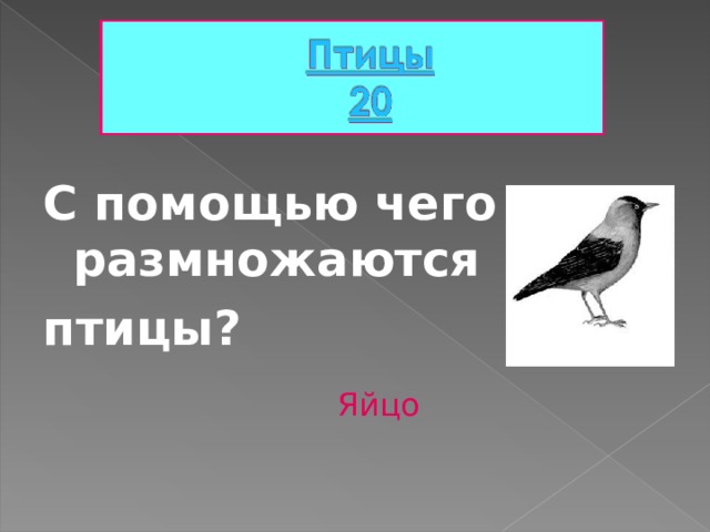 С помощью чего размножаются птицы? Яйцо 