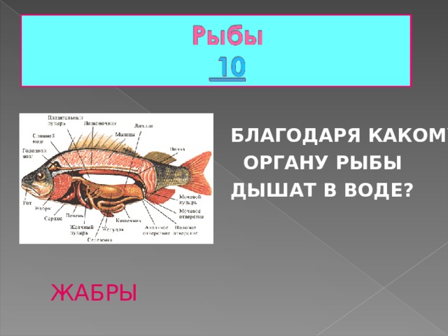   БЛАГОДАРЯ КАКОМУ  ОРГАНУ РЫБЫ  ДЫШАТ В ВОДЕ?   ЖАБРЫ  