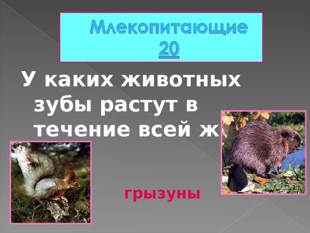 У каких животных зубы растут в течение всей жизни?  грызуны 
